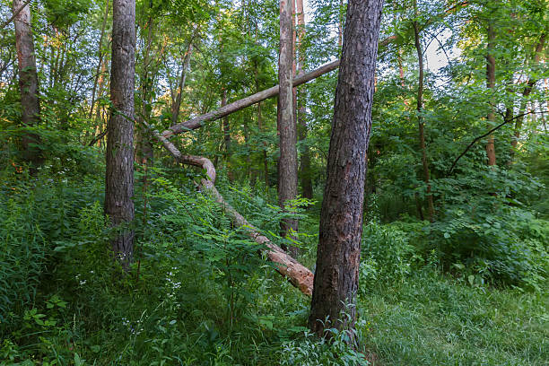 Section of forest with dry trunks of fallen trees among the thickets in summer sunny day in shade