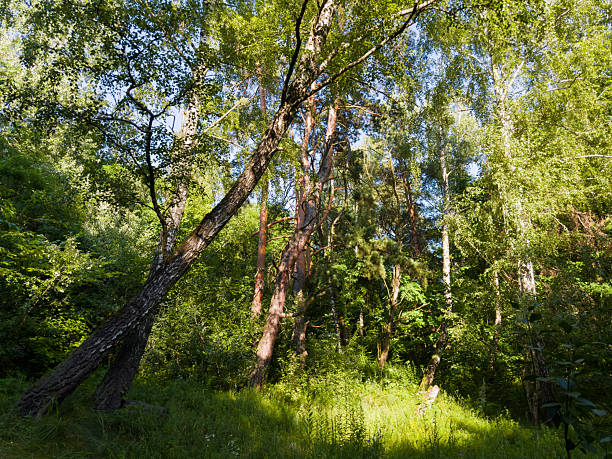 istock Forest with old birches and pines in summer sunny day 2245814624