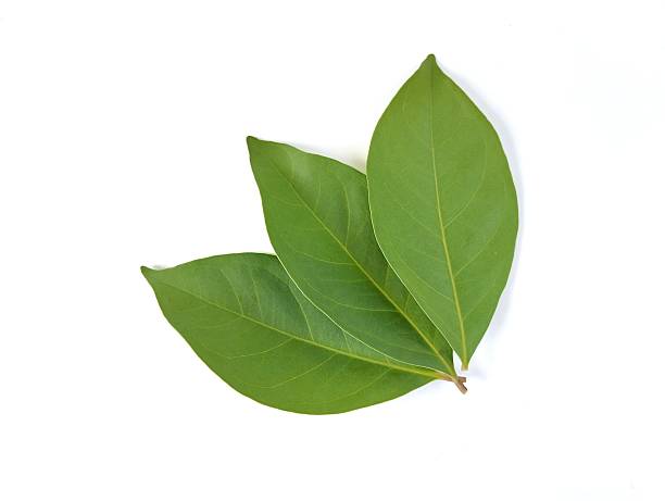 istock Fresh green bay leaf isolated on white background 2245814878