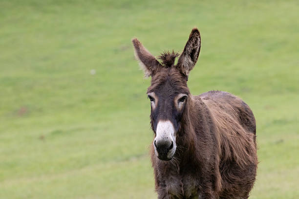 Brown donkey looking directly at the viewer in a rural field near Muran, Slovakia