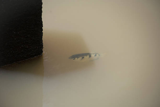 Top view of Archerfish or Blowpipe fish, focus selective