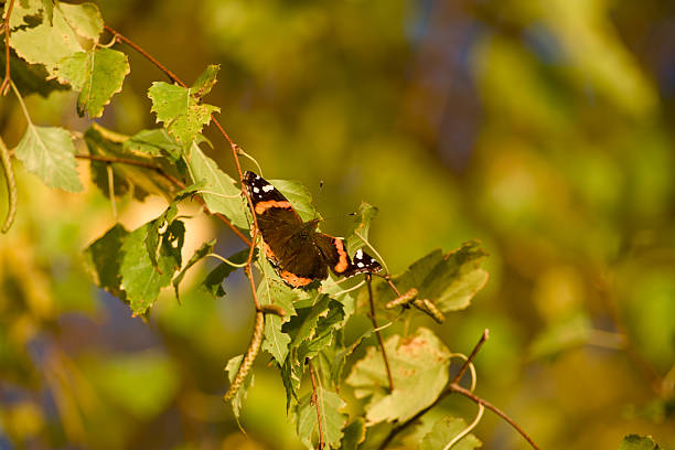 Red Admiral Butterfly (Vanessa atalanta) resting on a branch surrounded by autumn leaves and golden sunlight