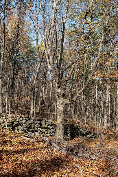 istock barrett park on a novembers day 2245819596