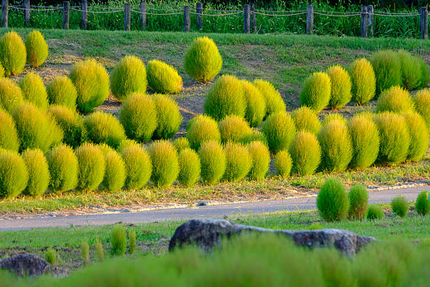 istock Green Kochia Bushes 2245821241
