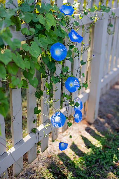 istock Morning Glories Blooming in Sunlit Garden 2245823043