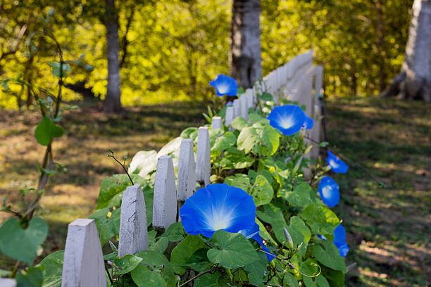 A row of vivid blue morning glory flowers winds up a white fence under warm sunlight, showcasing summer growth and vibrant color.