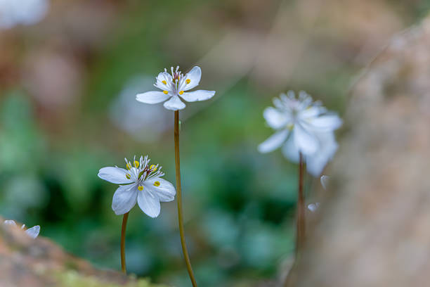 istock Delicate White Baikaren Flowers 2245825711