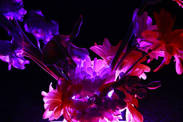istock Vibrant daisies glowing under UV and neon light in a dark studio. Abstract floral art concept with vivid purple, pink, and blue tones for modern design use 2245827291