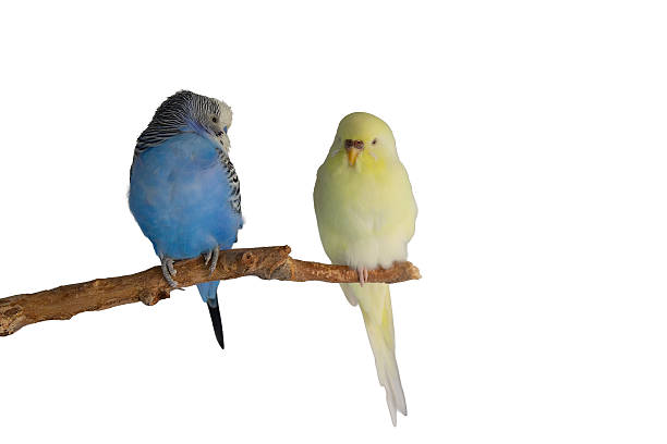 istock Two budgerigar siting on a branch isolated on white background 2245827441