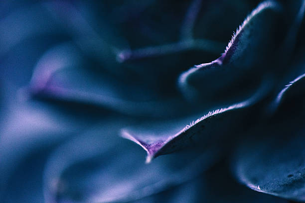 istock Close up of succulent plants backgruond 2245827720