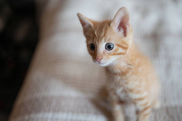 istock Curious orange kitten exploring cozy indoor space during afternoon light 2245828900
