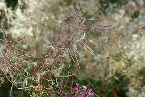 A beautiful flowering bush in my garden
