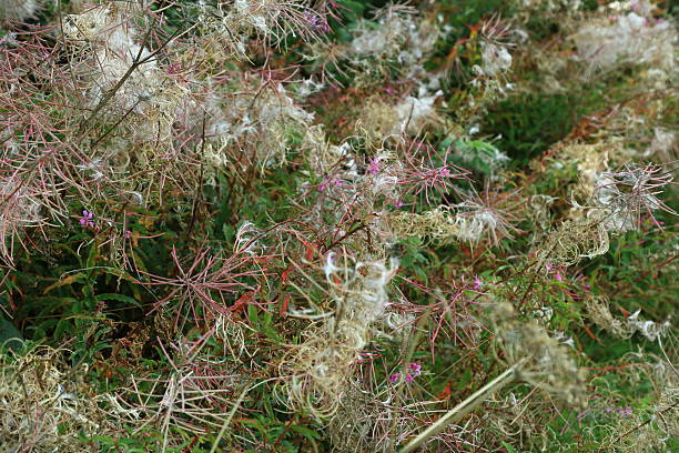 istock A beautiful plant in my garden 2245829073