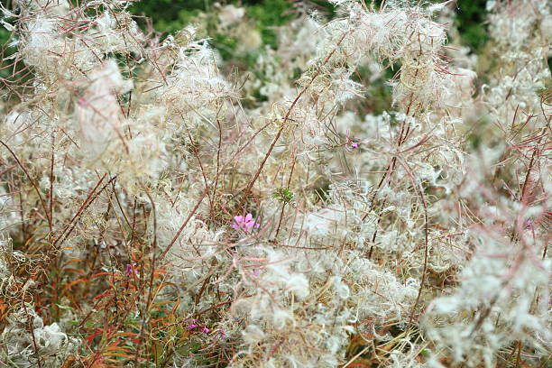A beautiful flowering bush in my garden