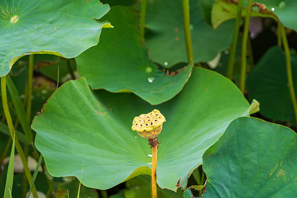istock Lotus Seed Pod Surrounded by Green Leaves 2245829457