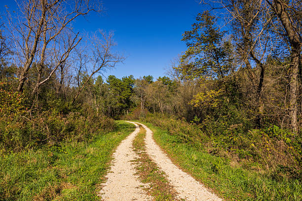 istock Narrow Road In The Autumn Woods 2245831197
