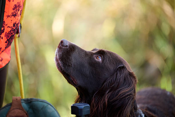 munsterlander dog looking up to his owner