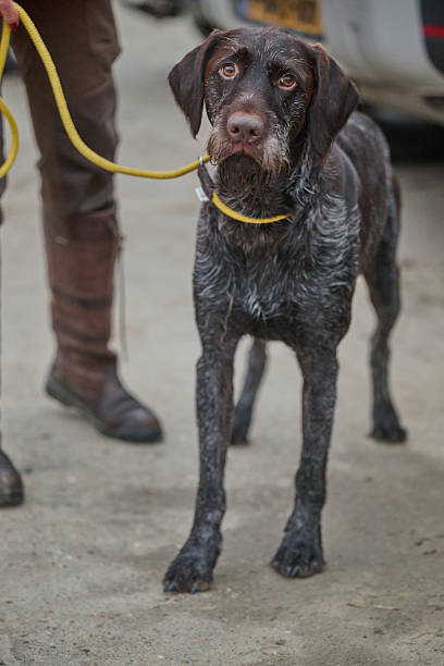 istock portrait of a german wirehaired pointer 2245831891
