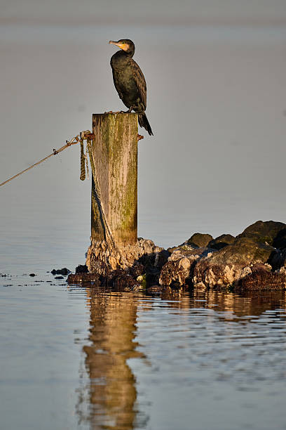 cormorant at the pier in a lake