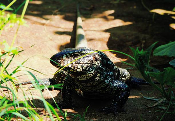 Monitor lizards are lizards in the genus Varanus, the only extant genus in the family Varanidae.