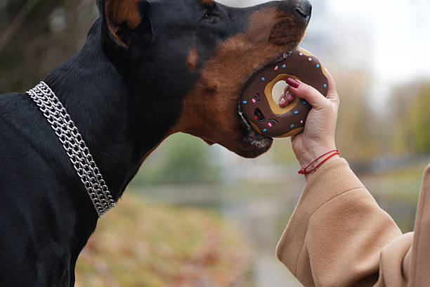 Dog Doberman plays with a donut toy