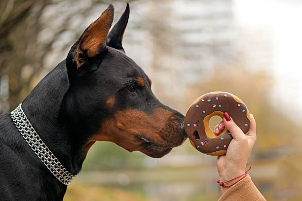 Dog Doberman plays with a donut toy