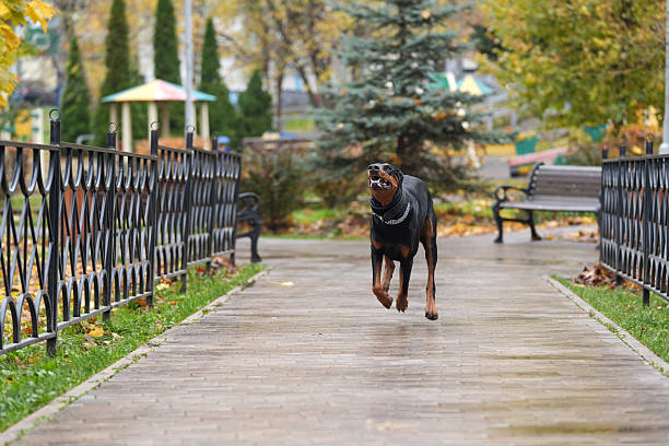 Manchester terrier running on a white background.