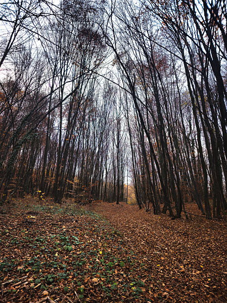 A scenic autumn forest landscape featuring bare trees and fallen leaves along a woodland path. This nature background is perfect for seasonal designs outdoor adventures and travel-related projects. High quality photo