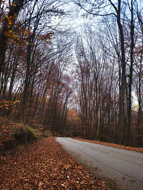 Scenic autumn road surrounded by bare trees and fallen leaves with a tranquil atmosphere in a forest setting, perfect for nature and travel themes. High quality photo