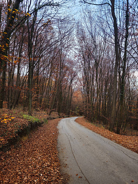 istock Scenic autumn road surrounded by bare trees and fallen leaves with a tranquil atmosphere in a forest setting, perfect for nature and travel themes 2245837747