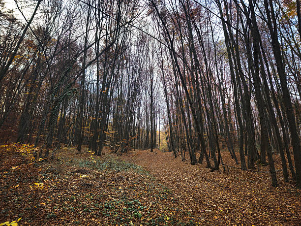 A scenic autumn forest landscape featuring bare trees and fallen leaves along a woodland path. This nature background is perfect for seasonal designs outdoor adventures and travel-related projects. High quality photo