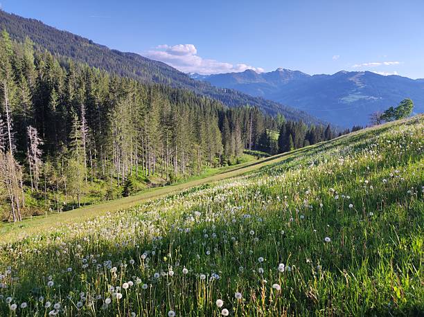 istock Sunlit Alpine Meadow with Dandelion Fluff and Distant Peaks in Wagrain, Austria 2245839927