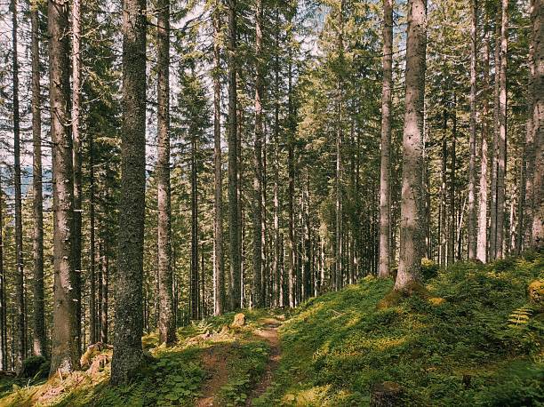 A warm and inviting vertical photograph of a gentle dirt path winding through a dense, tall evergreen forest (predominantly pine and spruce). Bright sunlight filters through the canopy, illuminating the forest floor and highlighting the lush, vibrant green moss, ferns, and clover-like groundcover. The trunks of the mature trees provide strong vertical lines, creating depth and a sense of immersion. This serene scene captures the beauty of a walk or hike deep within the sun-drenched Austrian Alps forest, possibly on the slopes near Wagrain