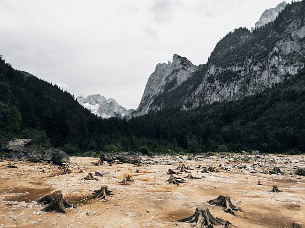A striking, dramatic landscape photograph capturing the exposed lakebed of Gosausee (Lake Gosau) during a period of low water. The foreground is a barren expanse of cracked, muddy, light-colored ground scattered with the dark stumps and roots of old trees. This exposed area leads to a band of dark evergreen forest, which is framed by the steep, rugged, light gray cliffs of the Dachstein massif in the background, including a visible snow-capped peak. This unique scene highlights both the vulnerability of alpine water bodies and the majestic scale of the Salzkammergut mountains.