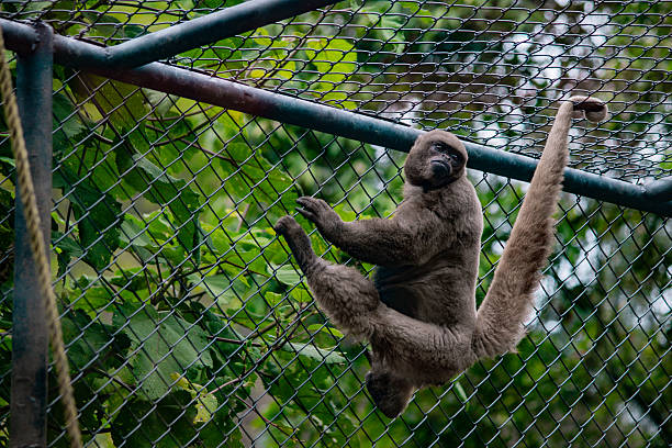 istock Woolly monkey climbing on fence inside zoo enclosure 2245840143