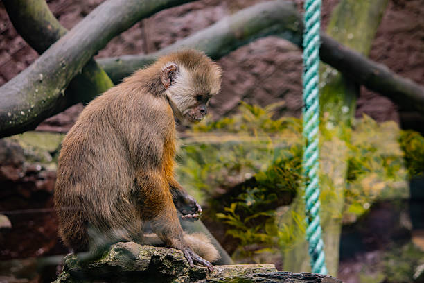 A daytime view of a red Orangutan monkey swinging on the ropes in an attraction park