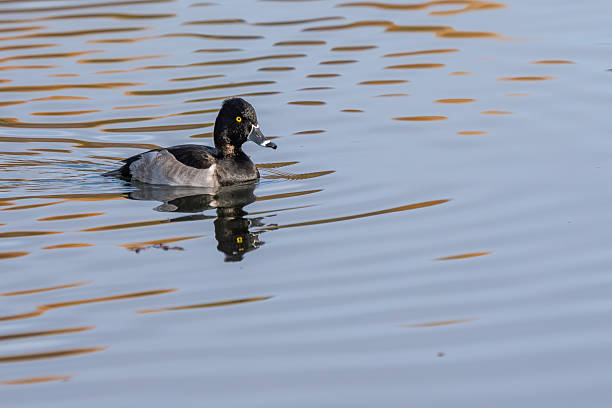 istock A male ringed-neck duck on a pond in autumn 2245840839