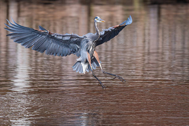 istock Great blue heron landing on a lake 2245840858