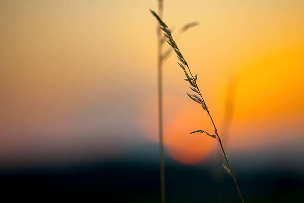istock Grass Silhouette – Black and White Nature Study at Sunset 2245841219