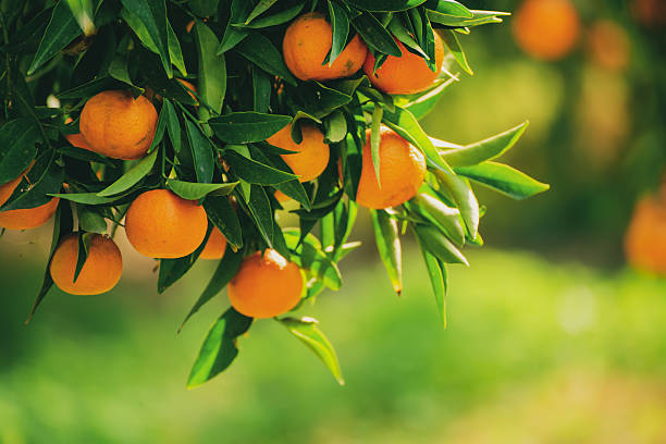 istock Tangerine green garden 2245841276