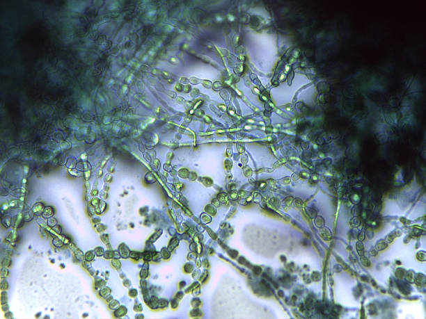 istock Mycelial network: Magnified view of the thick, branched, and septated vegetative tissue. 2245841638