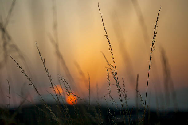 istock Grass Silhouette – Black and White Nature Study at Sunset 2245842338