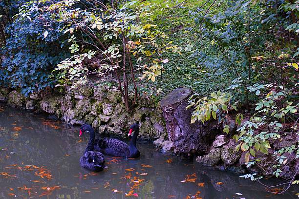 Two black swans float gracefully on the calm water of a pond adorned with fallen leaves. The serene scene is framed by vibrant foliage, capturing a peaceful moment in nature.