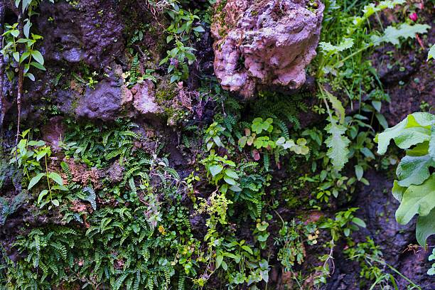 A variety of green plants and ferns thrive on a rocky surface, creating a serene and rich ecosystem. The sunlight gently filters through the foliage, enhancing the natural beauty.