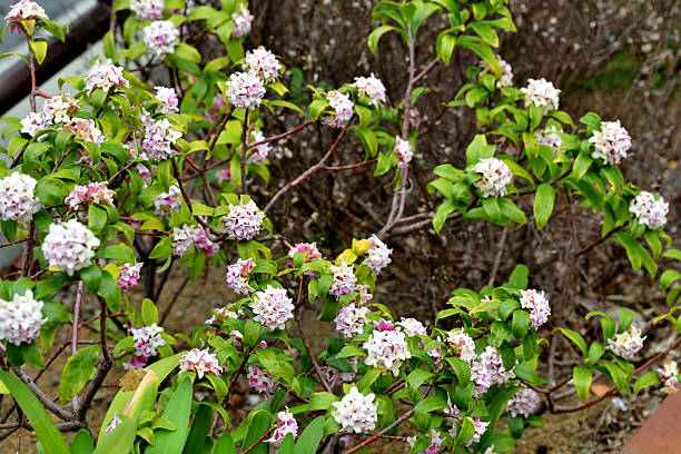 Daphne odora, also called Japan daphne and daphne indica, scented native to Japan and China, is a compact evergreen shrub with dark green leaves and terminal umbels of very fragrant, reddish-purple, yellow or white flowers from late winter to early spring, often followed by colorful berries.