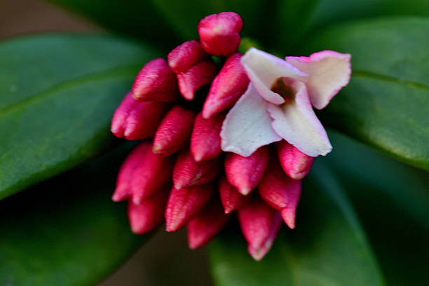 Daphne odora, also called Japan daphne and daphne indica, scented native to Japan and China, is a compact evergreen shrub with dark green leaves and terminal umbels of very fragrant, reddish-purple, yellow or white flowers from late winter to early spring, often followed by colorful berries.