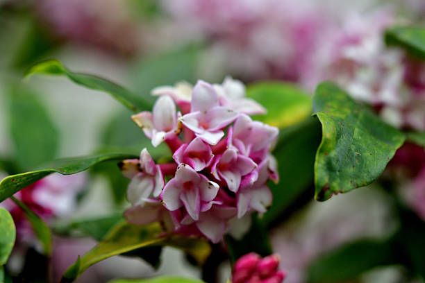 Daphne odora, also called Japan daphne and daphne indica, scented native to Japan and China, is a compact evergreen shrub with dark green leaves and terminal umbels of very fragrant, reddish-purple, yellow or white flowers from late winter to early spring, often followed by colorful berries.