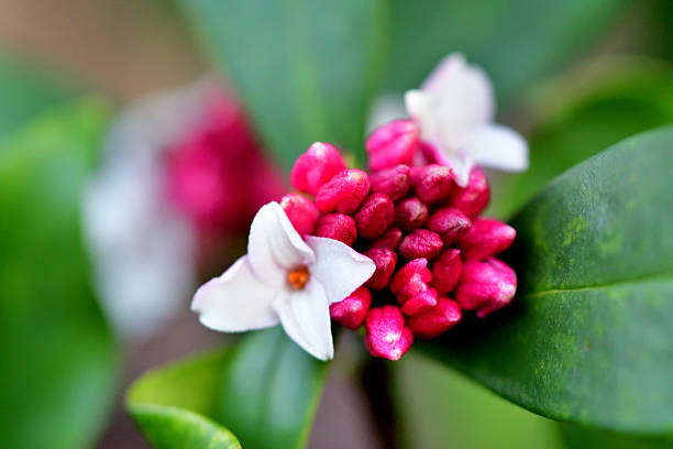 Daphne odora, also called Japan daphne and daphne indica, scented native to Japan and China, is a compact evergreen shrub with dark green leaves and terminal umbels of very fragrant, reddish-purple, yellow or white flowers from late winter to early spring, often followed by colorful berries.
