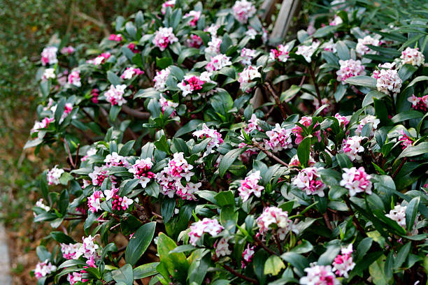 Daphne odora, also called Japan daphne and daphne indica, scented native to Japan and China, is a compact evergreen shrub with dark green leaves and terminal umbels of very fragrant, reddish-purple, yellow or white flowers from late winter to early spring, often followed by colorful berries.