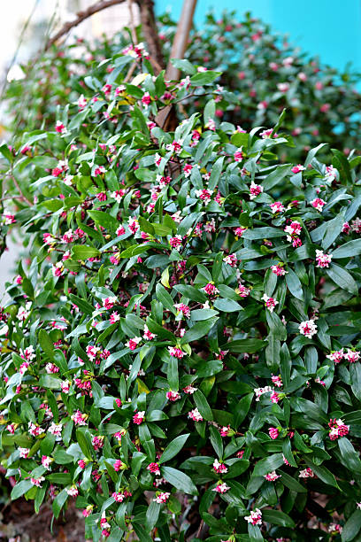 Daphne odora, also called Japan daphne and daphne indica, scented native to Japan and China, is a compact evergreen shrub with dark green leaves and terminal umbels of very fragrant, reddish-purple, yellow or white flowers from late winter to early spring, often followed by colorful berries.